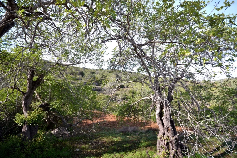 Terreno para Venda em Loule (São Sebastião) Foto 6