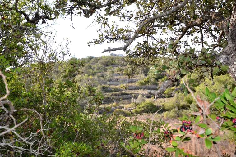 Terreno para Venda em Loule (São Sebastião)