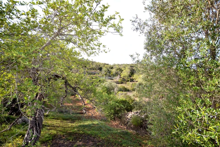 Terreno para Venda em Loule (São Sebastião) Foto 5