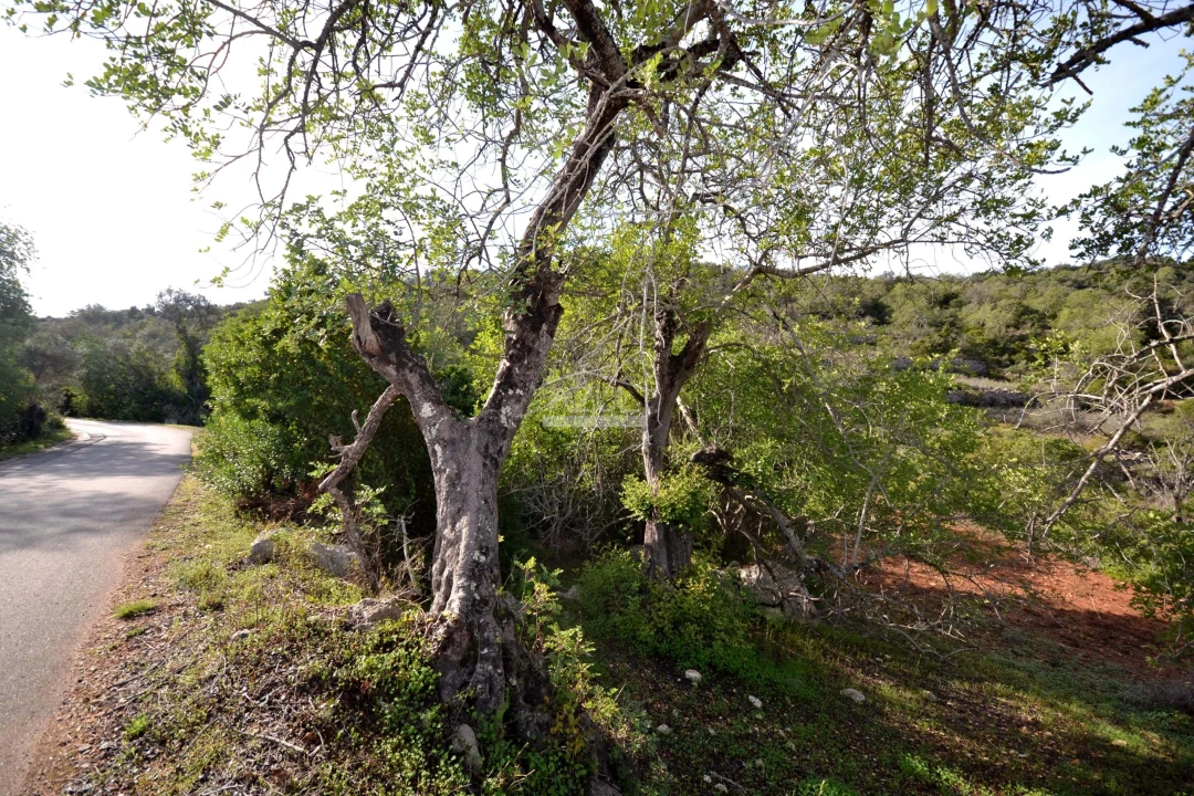 Terreno para Venda em Loule (São Sebastião) Foto 7