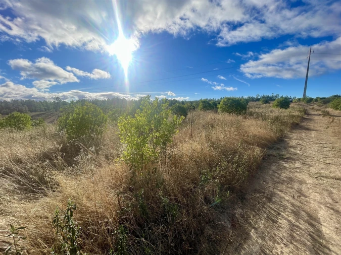 Terreno Agricola ou Rústico para Venda em Benquerenças Foto 10