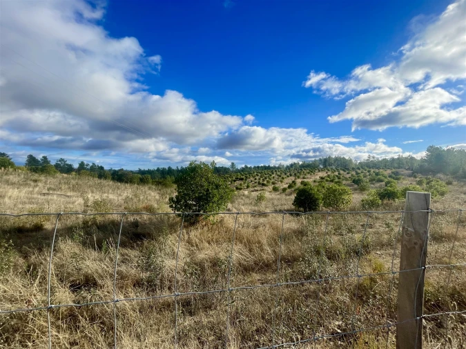 Terreno Agricola ou Rústico para Venda em Benquerenças Foto 5