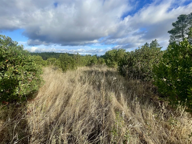 Terreno Agricola ou Rústico para Venda em Benquerenças Foto 11