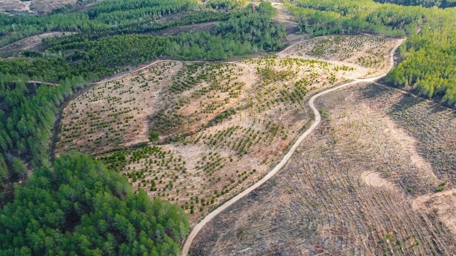 Terreno Agricola ou Rústico para Venda em Benquerenças Foto 13