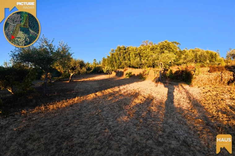 Terreno Agricola ou Rústico para Venda em Freixial e Juncal do Campo Foto 12