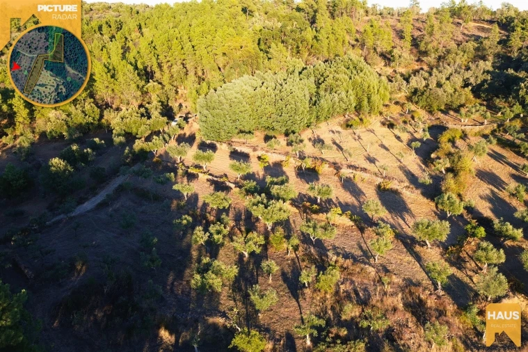 Terreno Agricola ou Rústico para Venda em Freixial e Juncal do Campo Foto 23