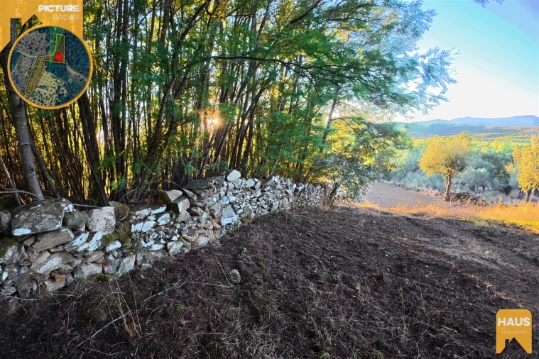 Terreno Agricola ou Rústico para Venda em Freixial e Juncal do Campo Foto 13