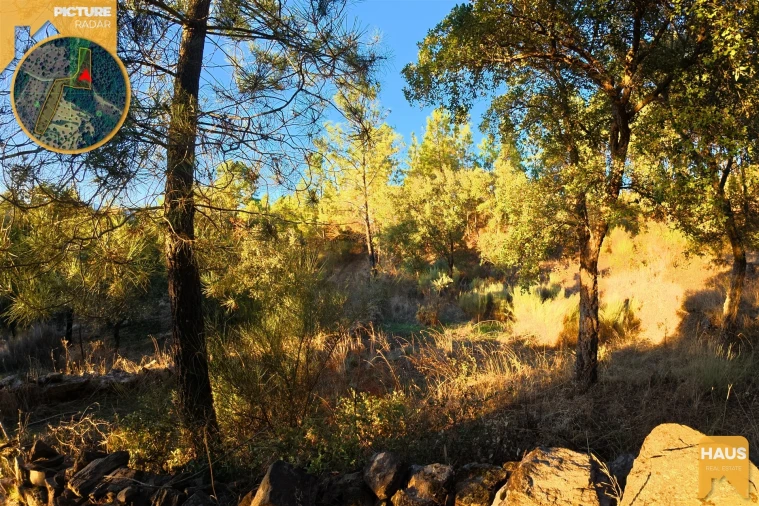 Terreno Agricola ou Rústico para Venda em Freixial e Juncal do Campo Foto 9