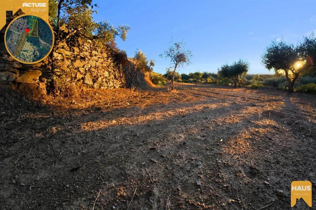 Terreno Agricola ou Rústico para Venda em Freixial e Juncal do Campo Foto 6