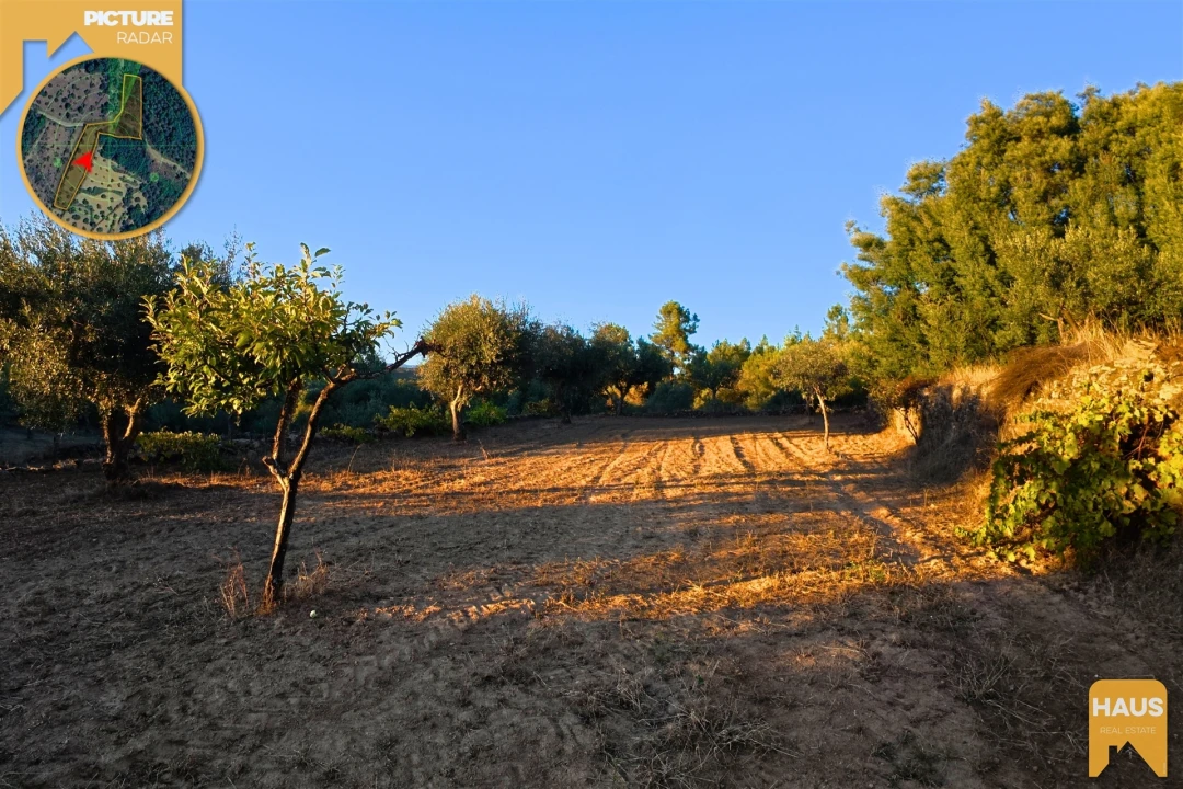 Terreno Agricola ou Rústico para Venda em Freixial e Juncal do Campo Foto 19