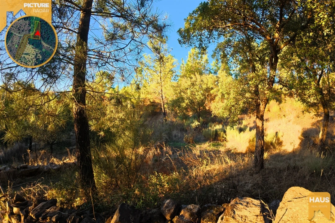 Terreno Agricola ou Rústico para Venda em Freixial e Juncal do Campo Foto 9