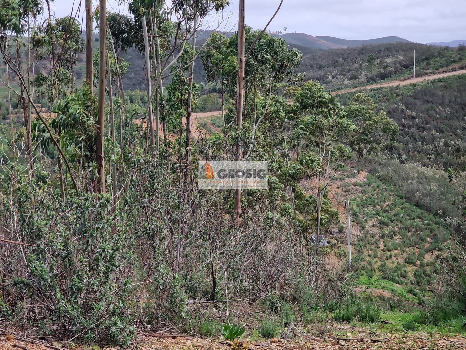 Quinta T3 para Venda em Santana da Serra Foto 29