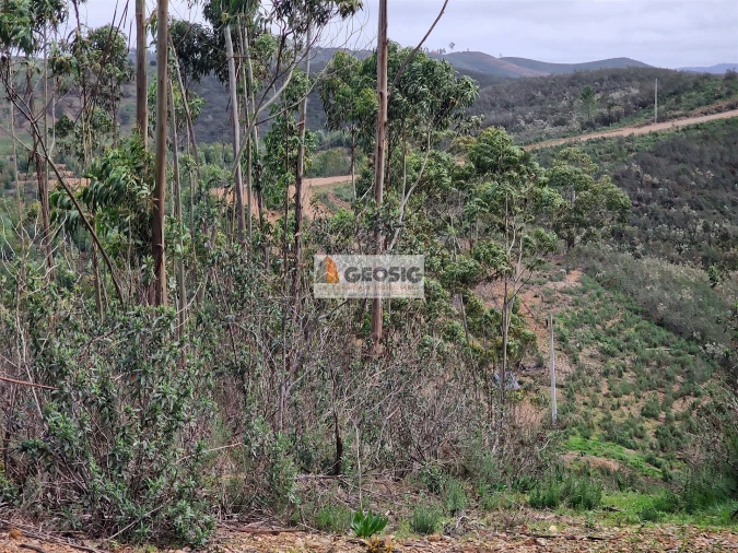 Quinta T3 para Venda em Santana da Serra Foto 29