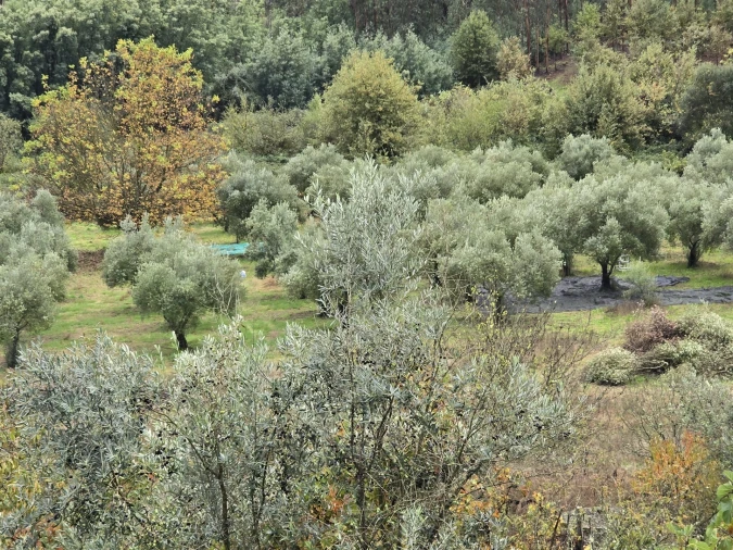 Quinta T3 para Venda em Povolide Foto 33