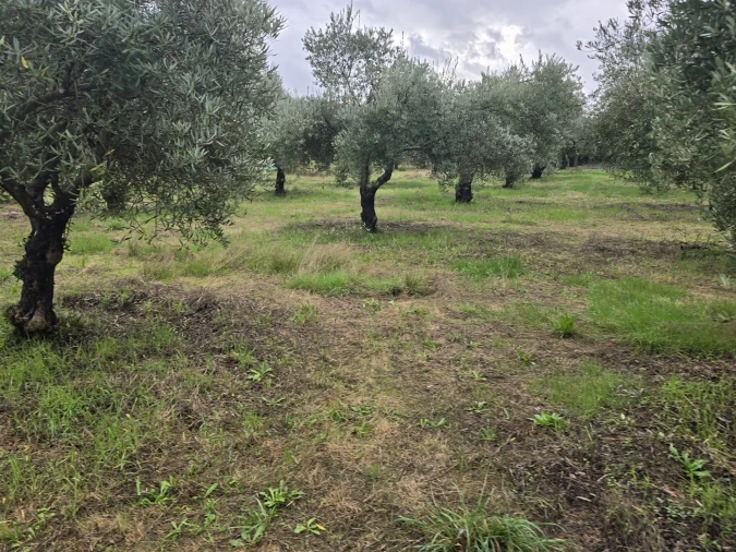 Quinta T3 para Venda em Povolide Foto 24