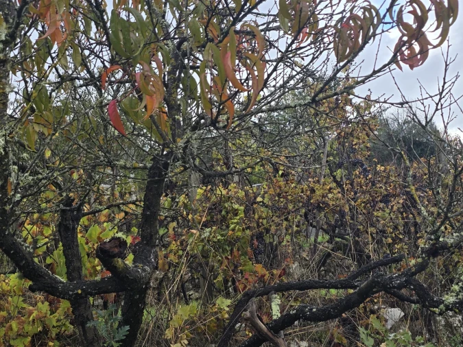 Quinta T3 para Venda em Povolide Foto 17