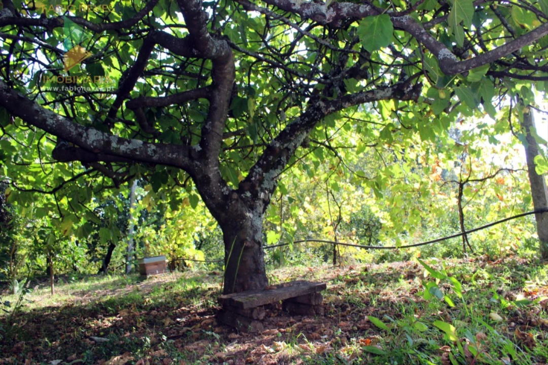 Quinta T2 para Venda em Ossela Foto 46