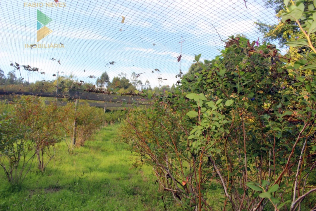 Quinta T2 para Venda em Ossela Foto 59