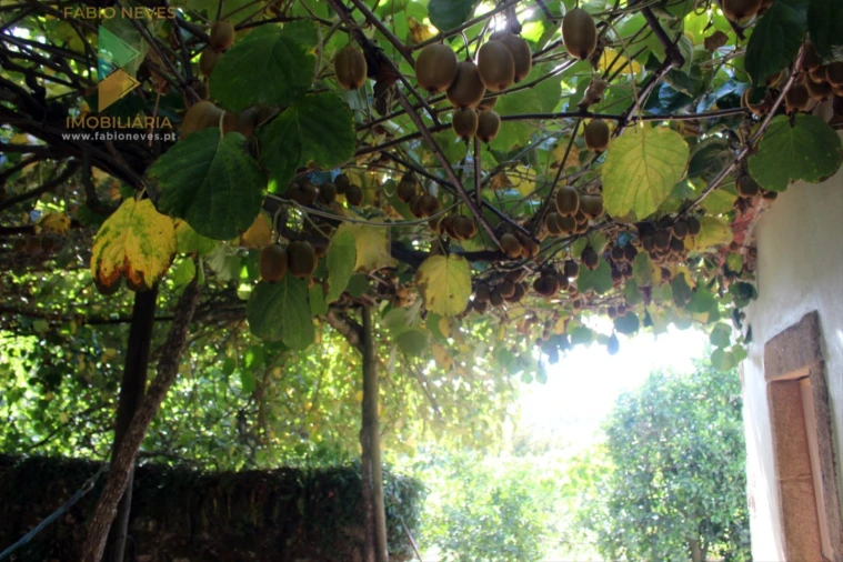 Quinta T2 para Venda em Ossela Foto 45