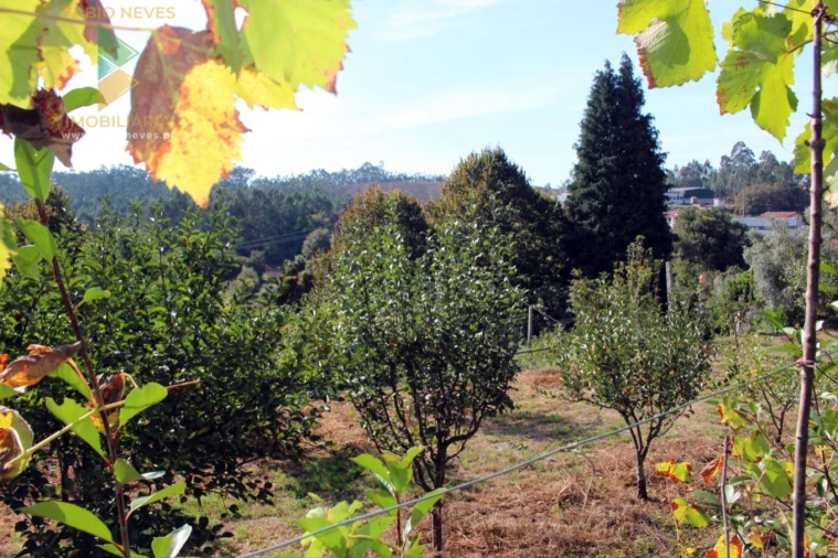 Quinta T2 para Venda em Ossela Foto 47