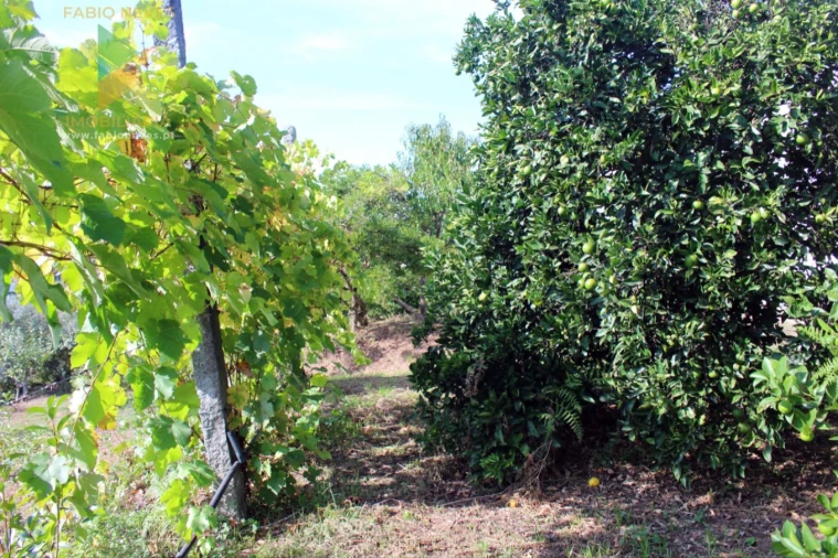 Quinta T2 para Venda em Ossela Foto 48