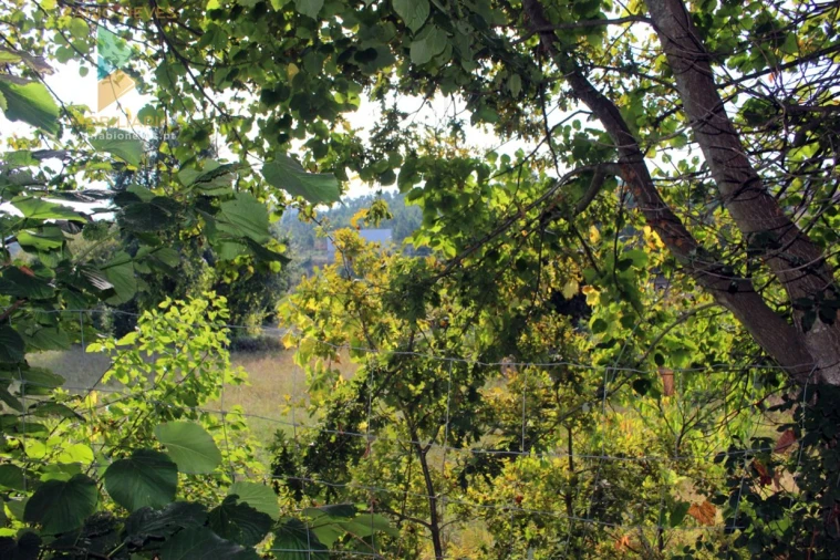 Quinta T2 para Venda em Ossela Foto 57