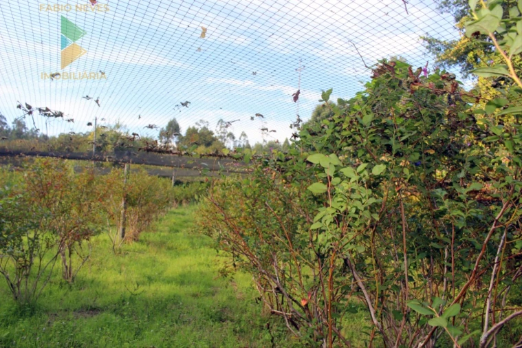 Quinta T2 para Venda em Ossela Foto 59