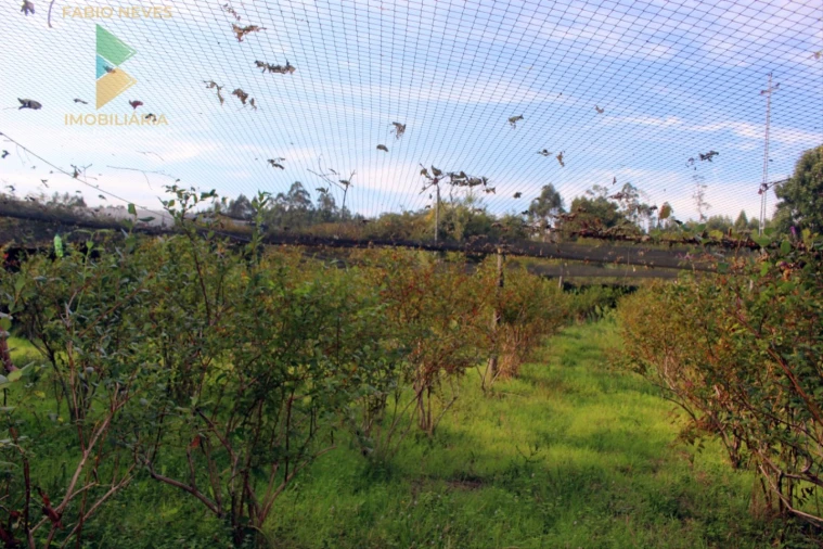 Quinta T2 para Venda em Ossela Foto 60
