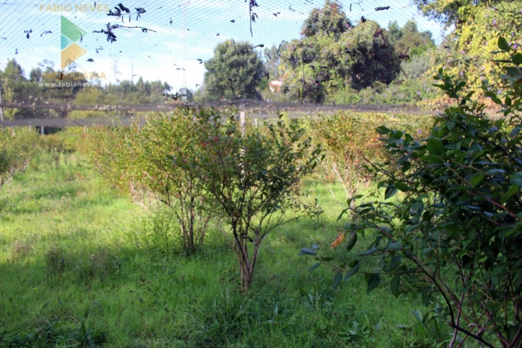 Quinta T2 para Venda em Ossela Foto 61