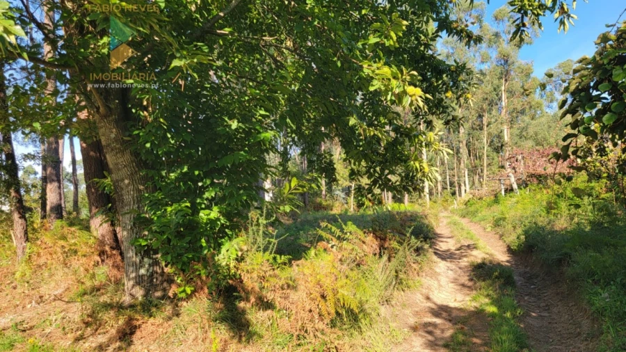 Terreno para Venda em Navió e Vitorino dos Piães Foto 12