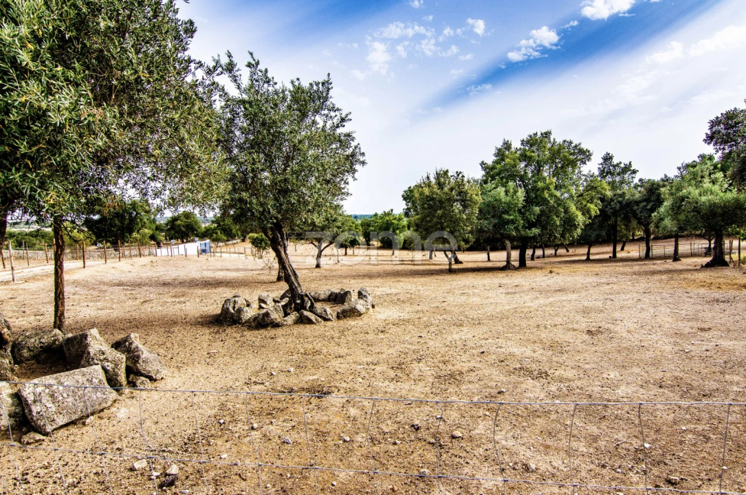 Quinta T5 para Venda em Crato e Mártires, Flor da Rosa e Vale do Peso Foto 7