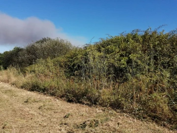 Terreno para Venda em Coronado (São Romão e São Mamede)