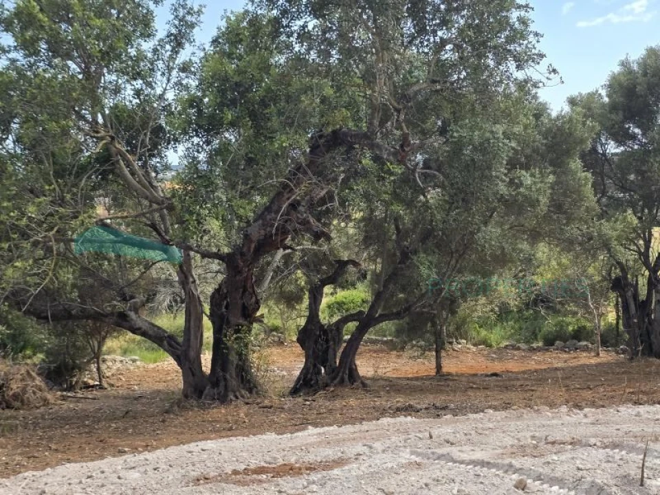 Terreno Agricola ou Rústico para Venda em Boliqueime Foto 18