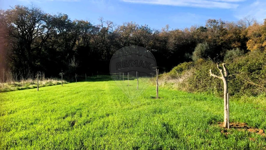 Terreno para Venda em Ferreira do Zezere