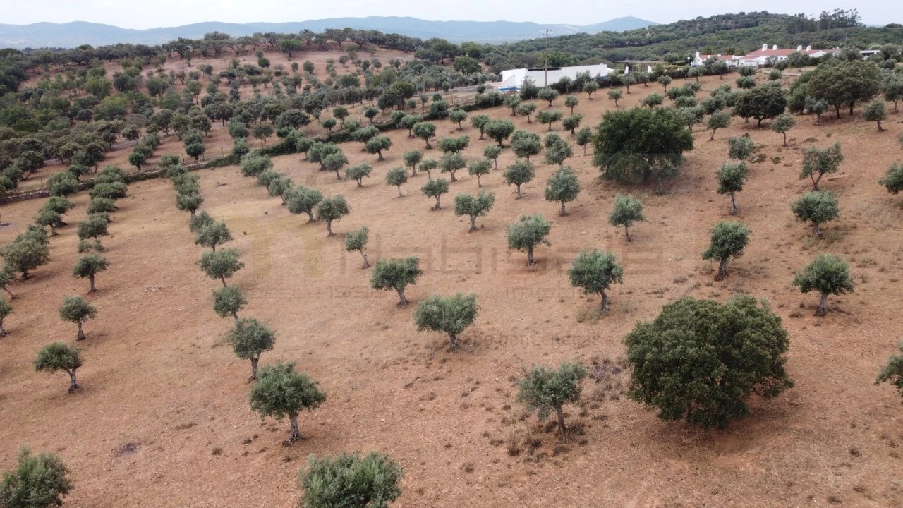 Quinta T4 para Venda em Estremoz (Santa Maria e Santo André) Foto 7