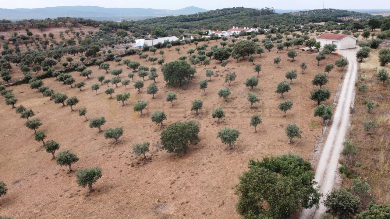 Quinta T4 para Venda em Estremoz (Santa Maria e Santo André) Foto 10