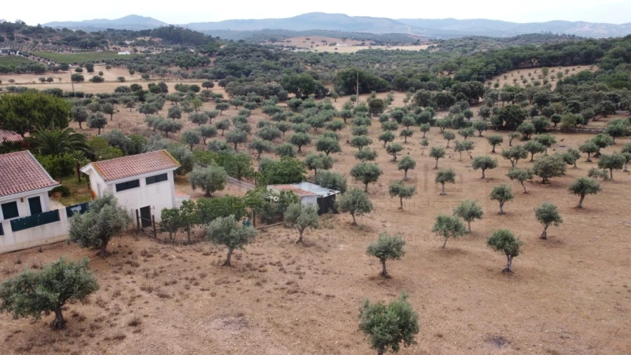 Quinta T4 para Venda em Estremoz (Santa Maria e Santo André) Foto 6