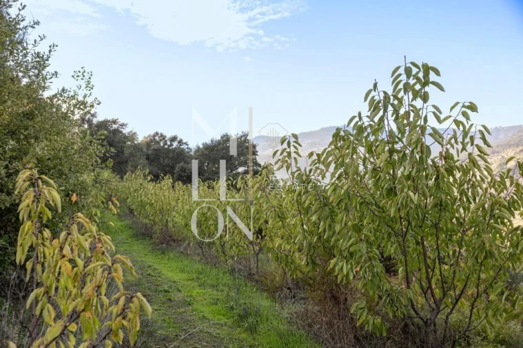 Quinta T4 para Venda em Anreade e São Romão de Aregos Foto 17