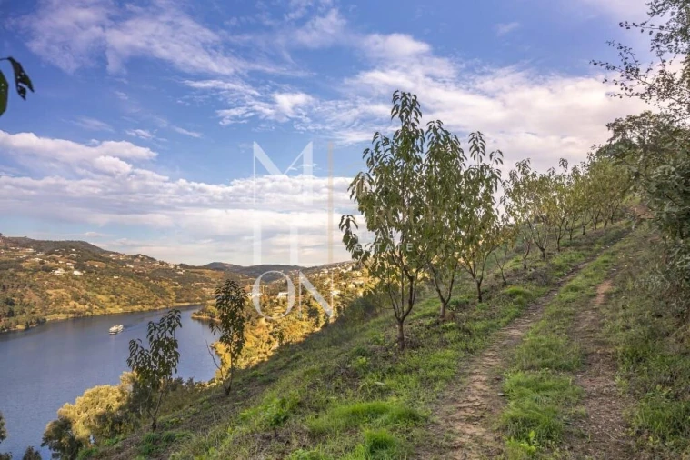 Quinta T4 para Venda em Anreade e São Romão de Aregos Foto 18