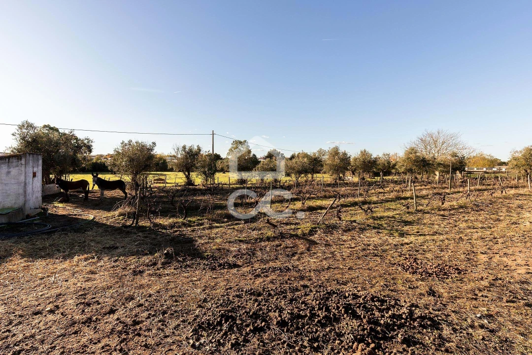 Quinta T7 para Venda em Bacelo e Senhora da Saúde Foto 41