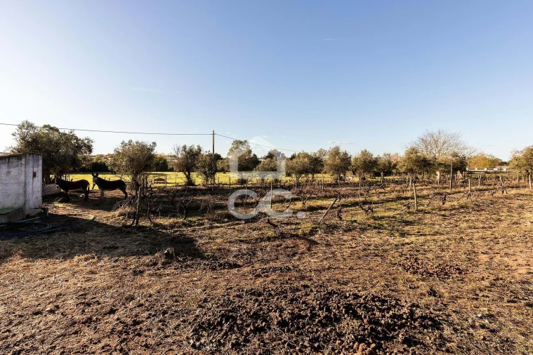 Quinta T7 para Venda em Bacelo e Senhora da Saúde Foto 41