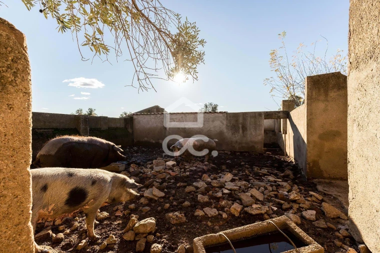 Quinta T7 para Venda em Bacelo e Senhora da Saúde Foto 38