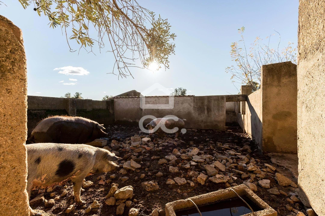 Quinta T7 para Venda em Bacelo e Senhora da Saúde Foto 38