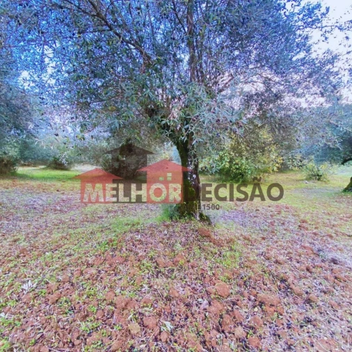 Terreno para Venda em Brogueira, Parceiros de Igreja e Alcorochel Foto 6