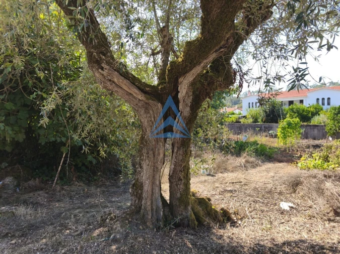 Terreno para Venda em Pombal Foto 20