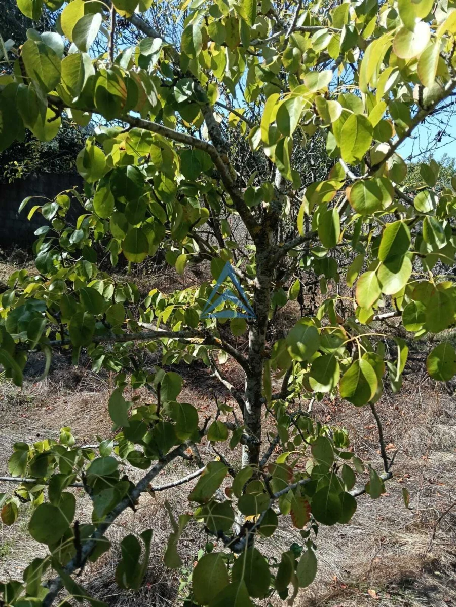 Terreno para Venda em Pombal Foto 10