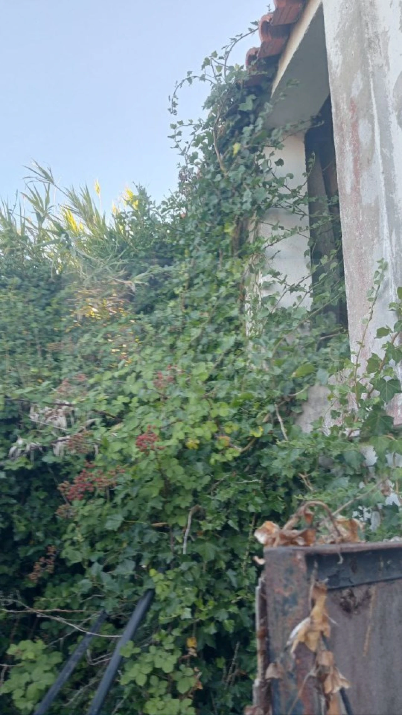 Apartamento para Venda em Colares Foto 12