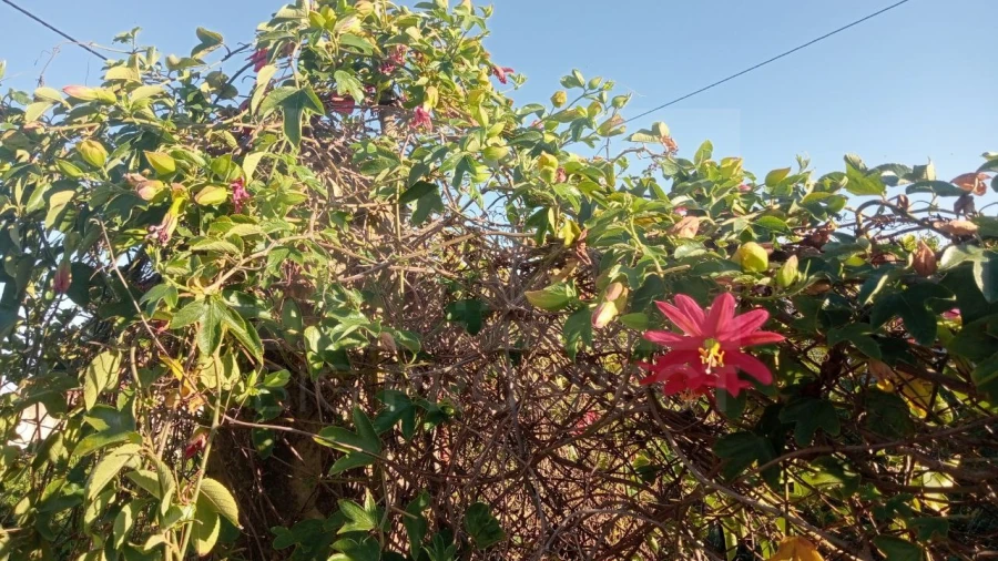 Apartamento para Venda em Colares Foto 9