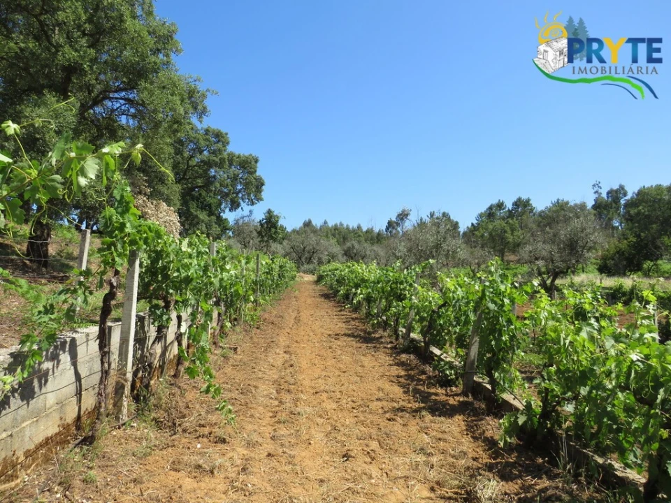 Quinta T5 para Venda em Sertã Foto 29