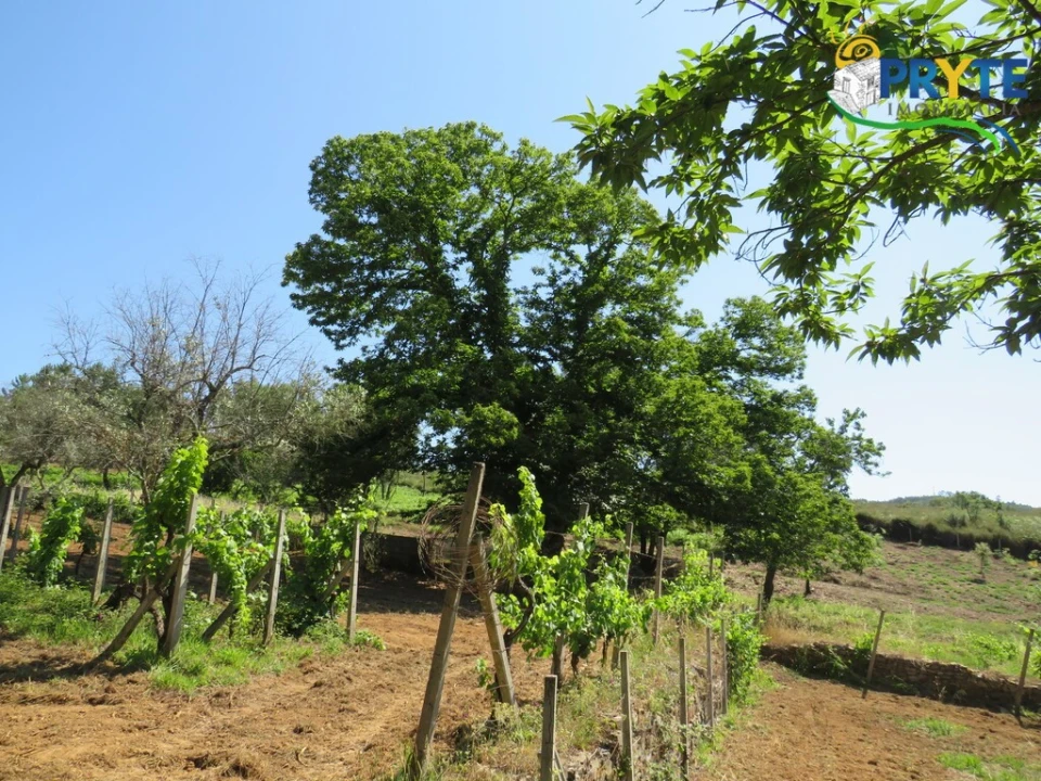 Quinta T5 para Venda em Sertã Foto 30